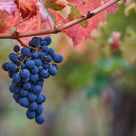 La Casa Del Vino - B&B Tollo Екстериор снимка